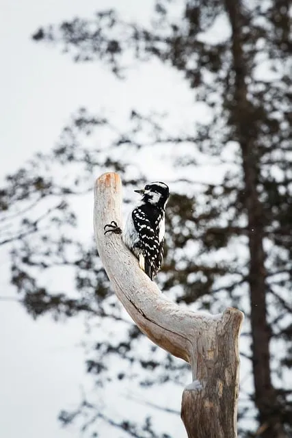 Free Wildlife Nature photo and picture