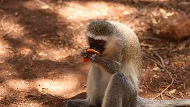 Free Monkey Nature photo and picture