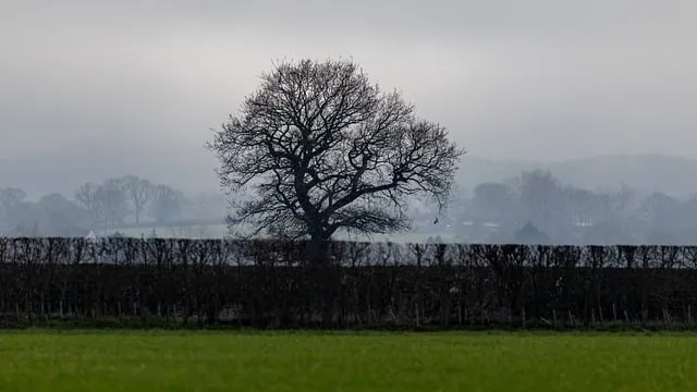 Free Tree Winter photo and picture