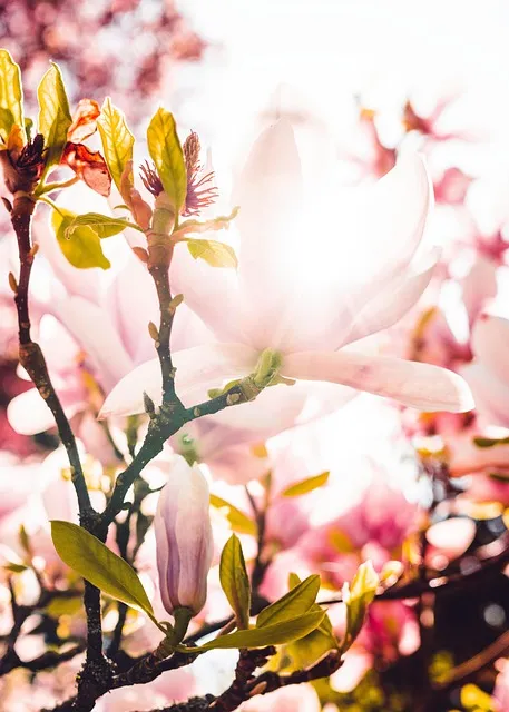 Free Magnolia Beautiful Flowers photo and picture