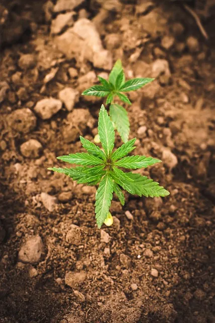 Free Cbd Thc photo and picture