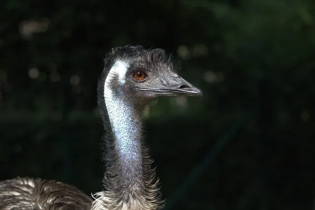 Free Emu Bird photo and picture