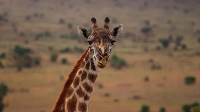 Free Africa Kenya photo and picture