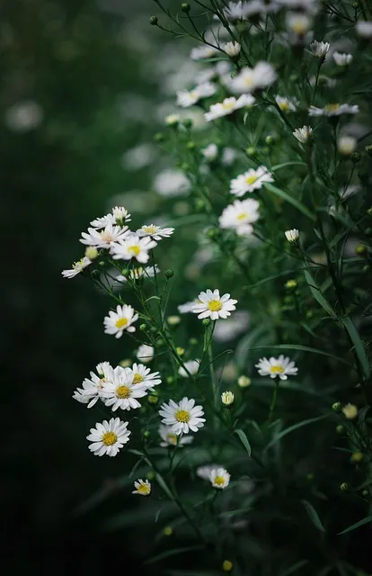 Free Flowers Mobile Wallpaper 4K photo and picture