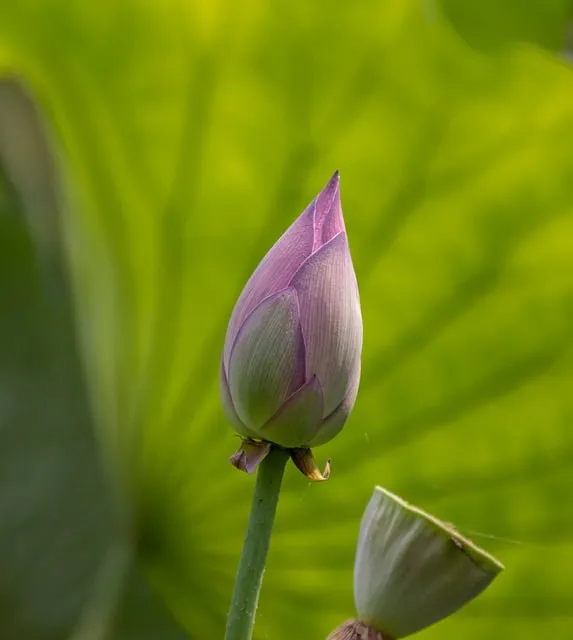 Free Lotus Flower photo and picture
