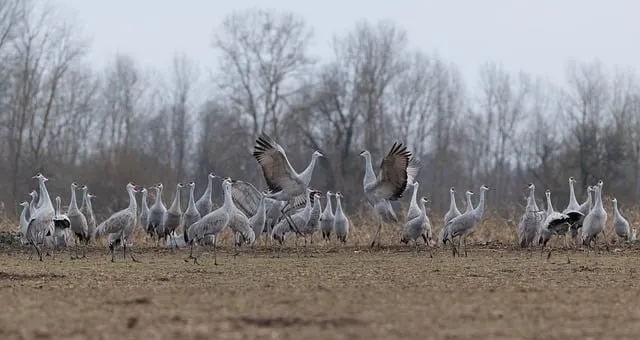 Free Cranes Birds photo and picture