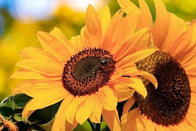 Free Sunflowers Nature photo and picture
