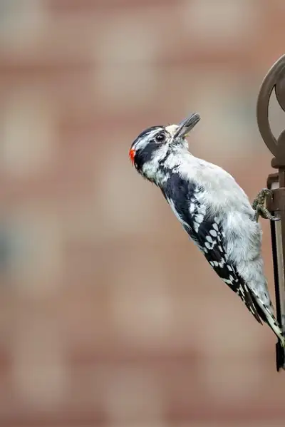 Free Bird Ipad Wallpaper photo and picture