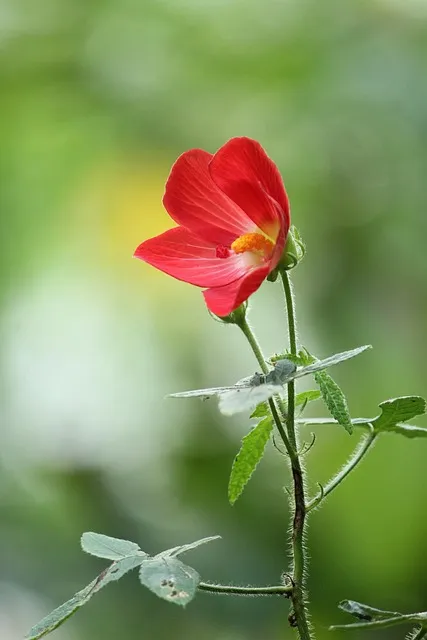 Free Kerala Samsung Wallpaper photo and picture