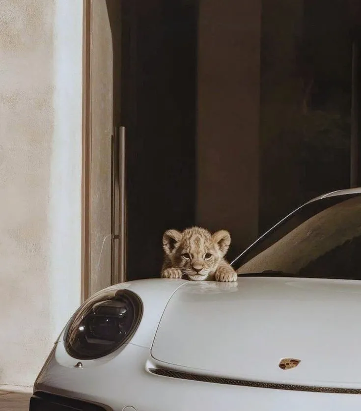 a lion cub sitting on the hood of a white sports car in front of a door