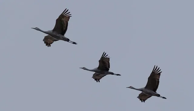 Free Cranes Birds photo and picture