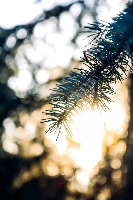 Free Nature Mobile Wallpaper photo and picture