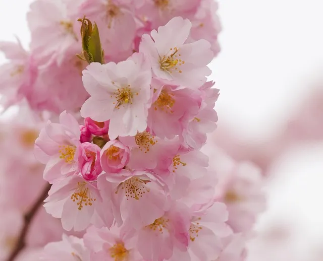 Free Ornamental Cherry Cherry Blossoms photo and picture