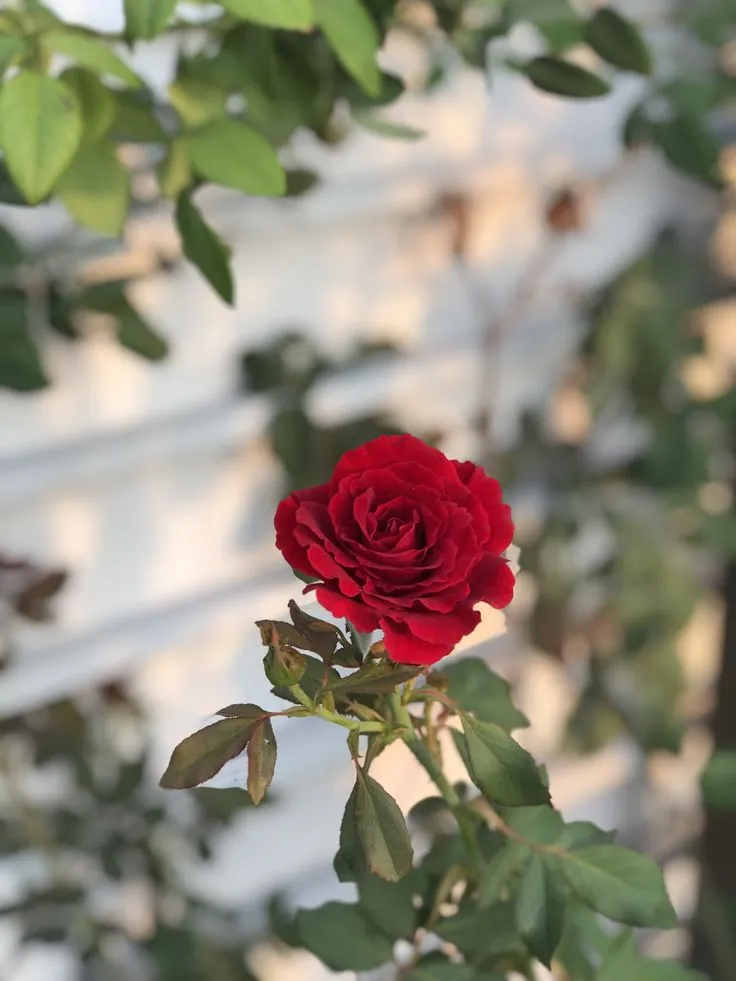a red rose that is blooming on a branch