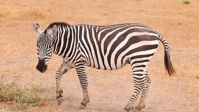 Free Zebra Nature photo and picture