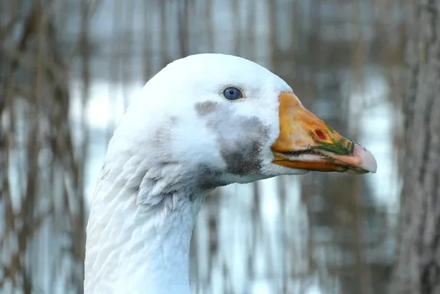Free Goose Beak photo and picture