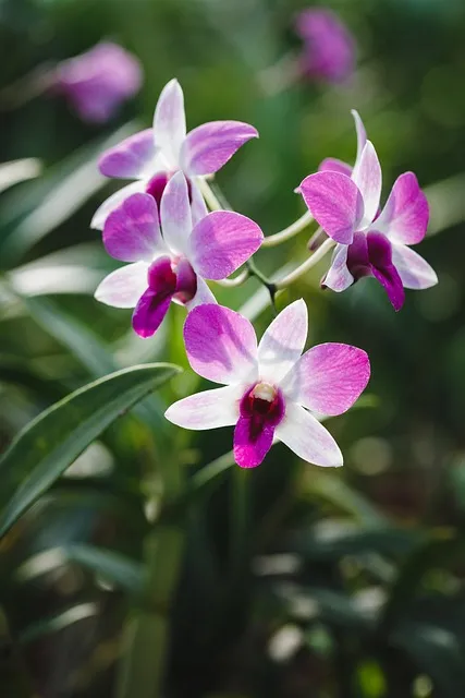 Free Natural Pure photo and picture