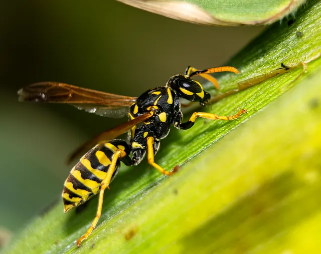 Free Wasp Insect photo and picture