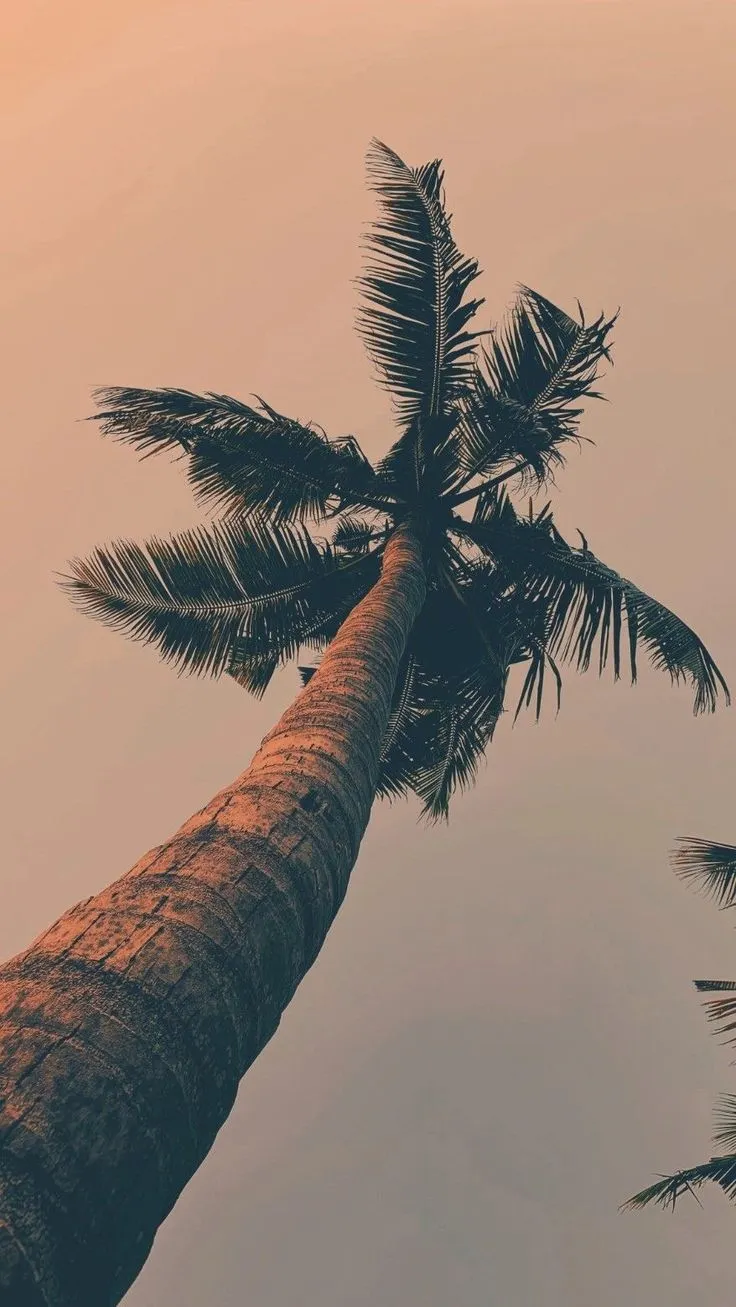 two palm trees with the sky in the back ground and one tree on the right side