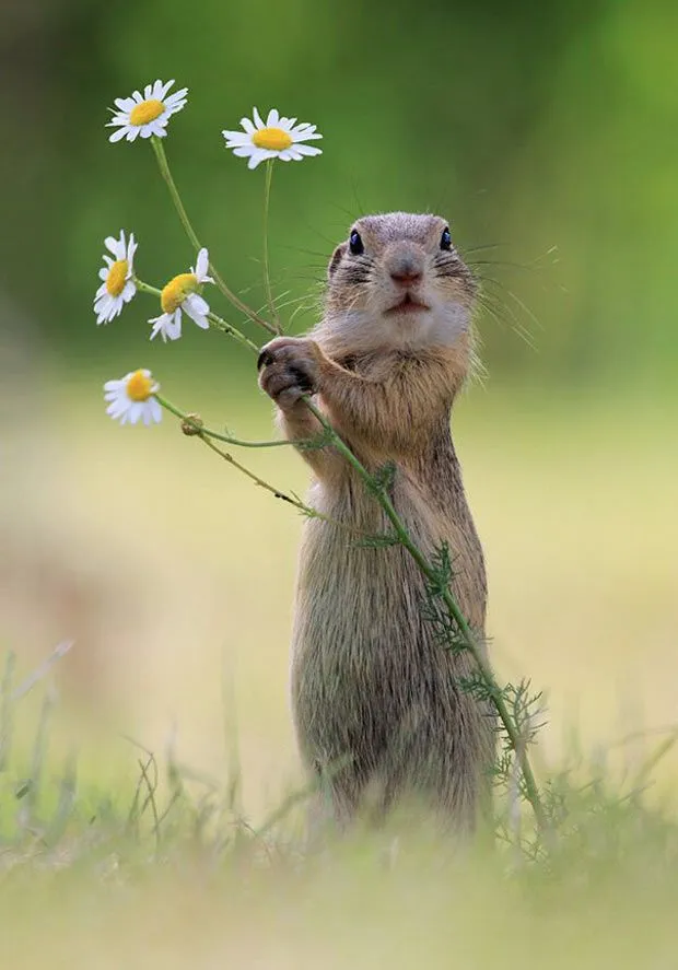 33 Funny Pics &amp; Memes of the Insanely Nutty | Team Jimmy Joe