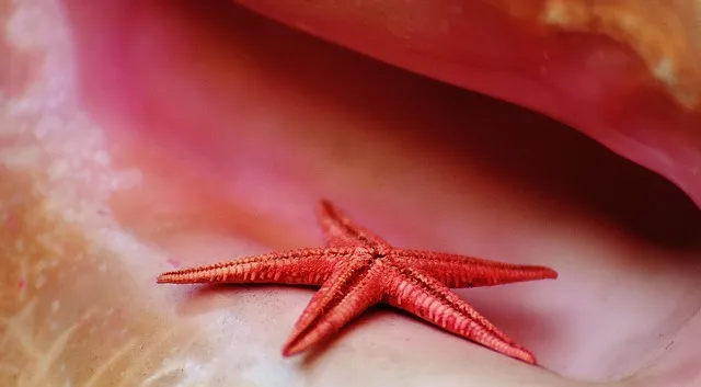 Free Shell Starfish photo and picture