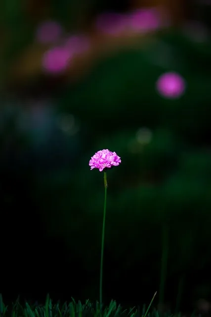 Free Flower Spring photo and picture