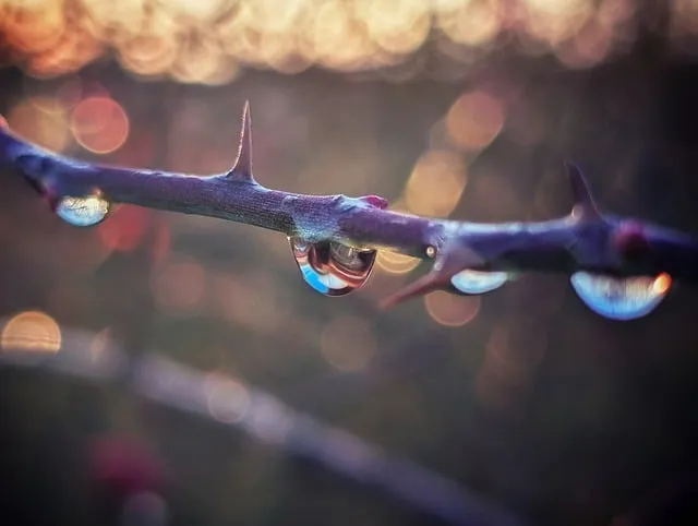 Free Thorns Droplets photo and picture