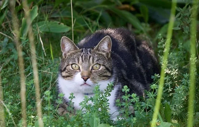 Free Cat Garden photo and picture