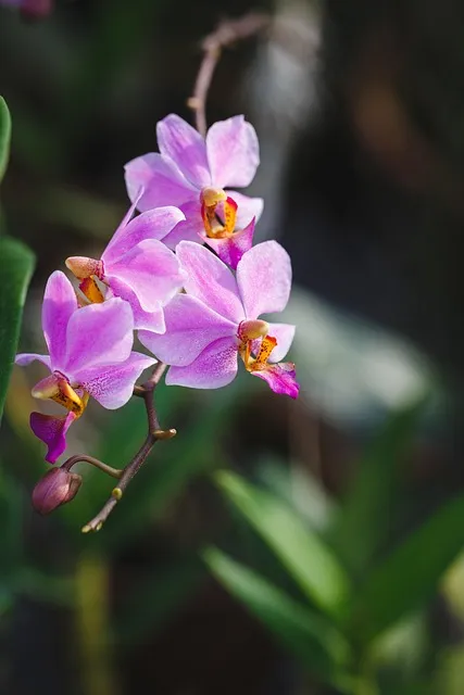 Free Natural Pure photo and picture