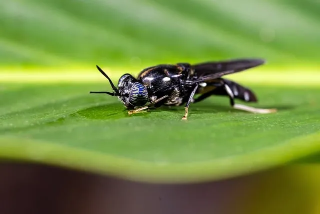 Free Black Soldier Fly Fly photo and picture