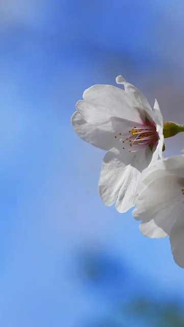 Free Cherry Blossom Beautiful Wallpaper photo and picture