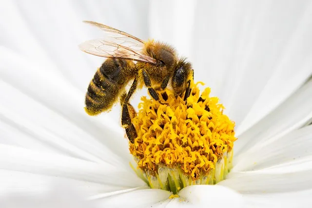 Free Honey Bee Bee photo and picture