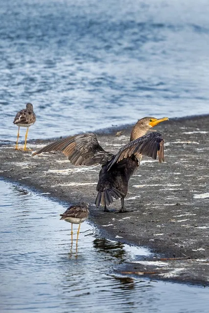 Free Birds Cormorant photo and picture