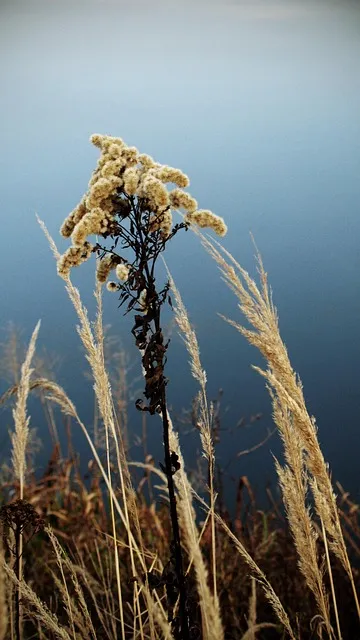 Free The Background Mobile Wallpaper photo and picture