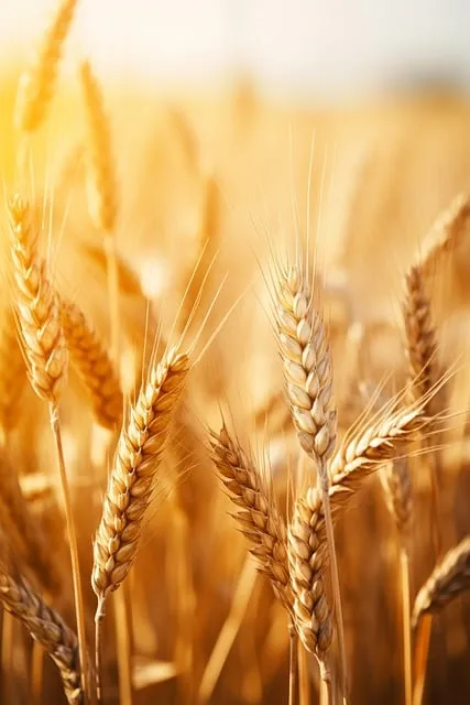 Free Field Agriculture photo and picture