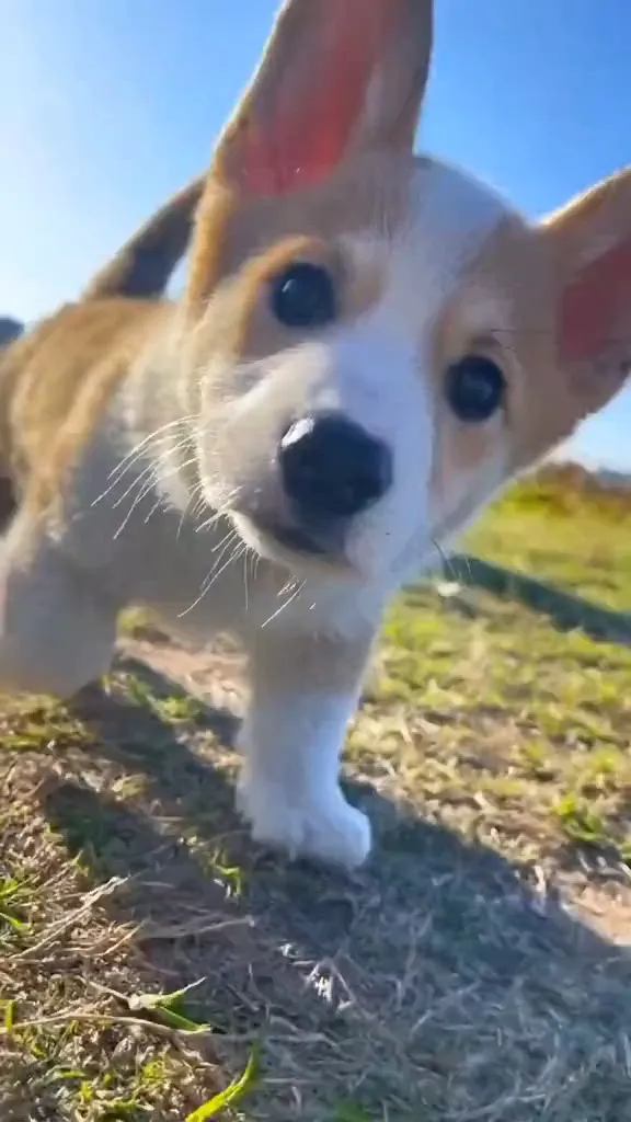 So cute puppy 🥰🐶
