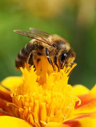 Free Bee Mobile Wallpaper 4K photo and picture