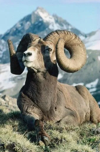 a ram with large horns standing in front of a snow covered mountainside and looking at the camera