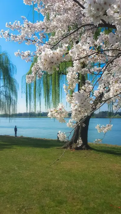 6 Tips for Seeing the Cherry Blossoms in Washington DC