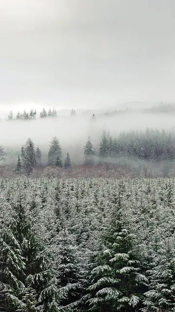 Free Forest Pine Forest photo and picture