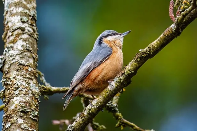 Free Nuthatch Bird photo and picture