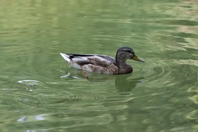 Free Mallard Bird photo and picture