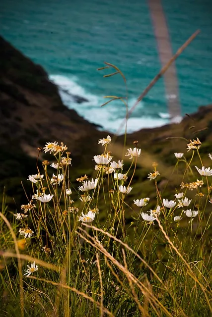 Free Lighthouse Flowers photo and picture