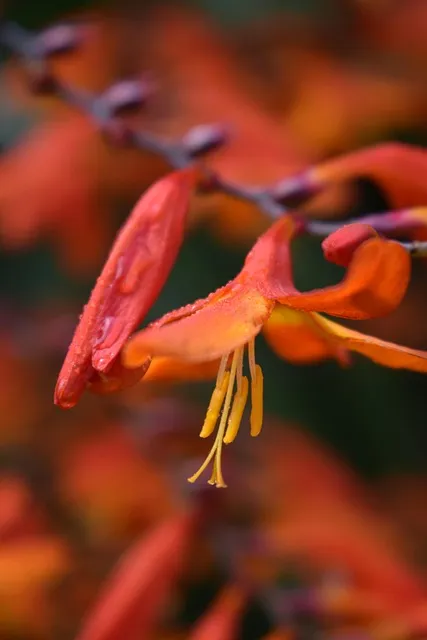 Free Flower Mobile Wallpaper 4K photo and picture