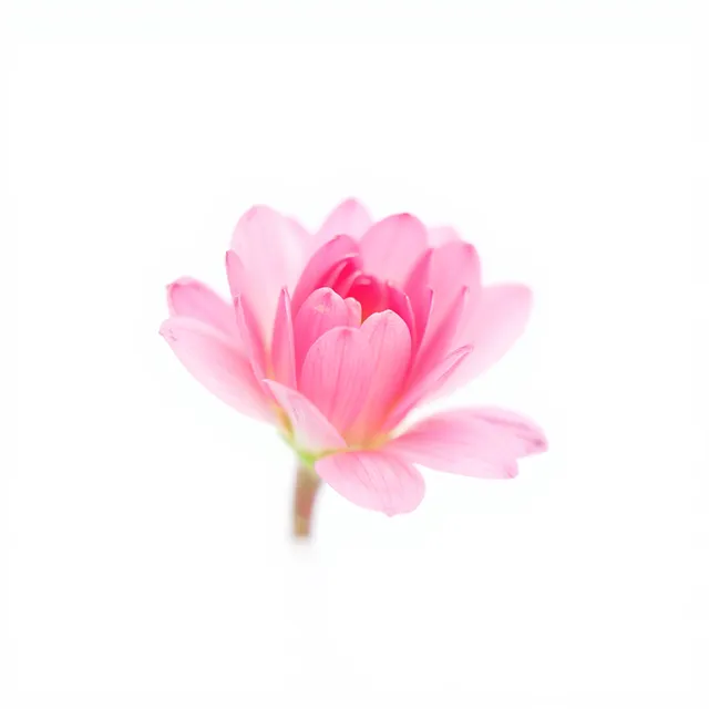 Free Flower Pink photo and picture