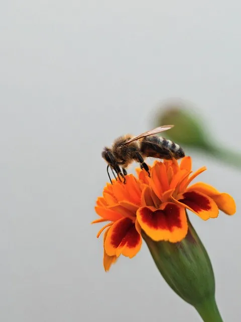 Free Bee Pollinate photo and picture