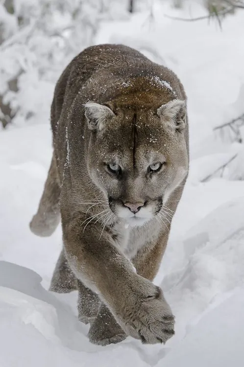 a mountain lion running through the snow