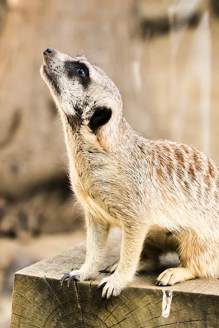 Free Meerkat Wildlife photo and picture