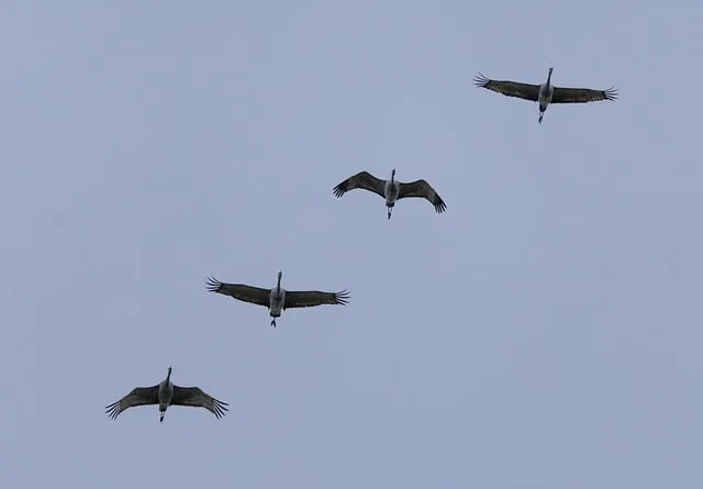 Free Cranes Birds photo and picture