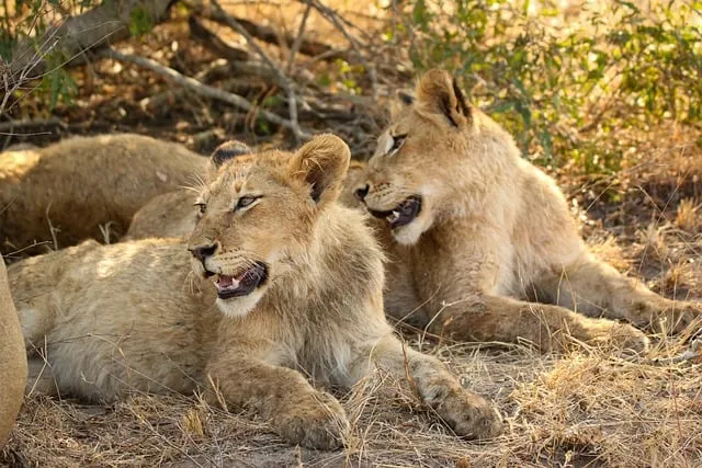 Free Lion Cub African photo and picture